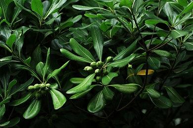 准备爽玩！《Ratatan》售价＆全球发售时间公布